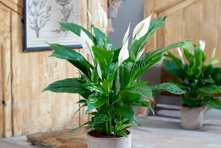 Peace-Lily-Plant-1
